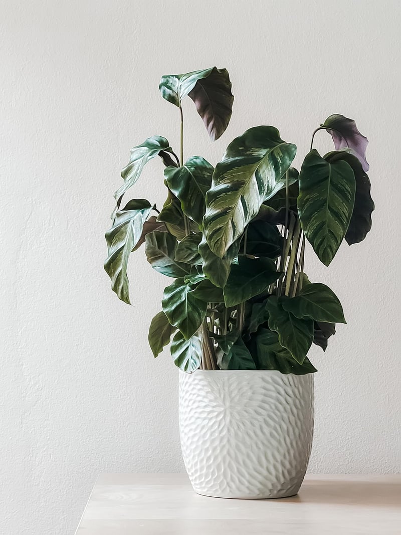 Indoor plants