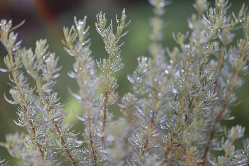 Rosemary plant