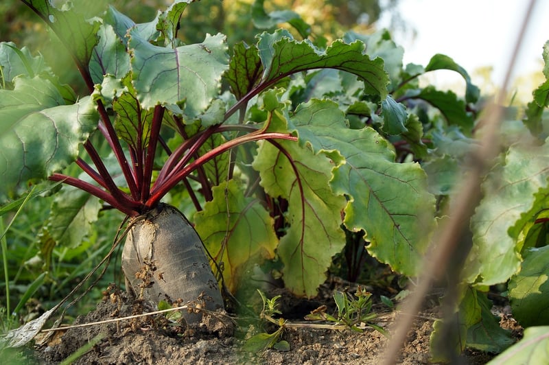 Organic Community Plots